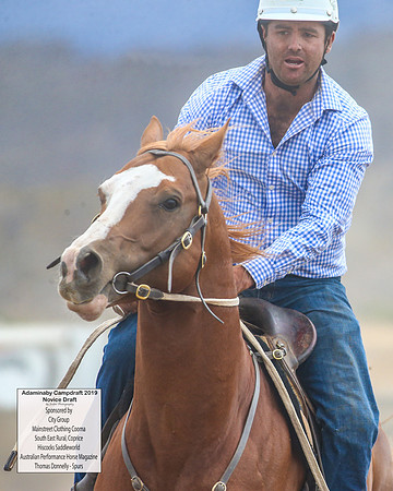 AdaminabyCampdraft2019_5531