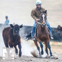 AdaminabyCampdraft2019_5130