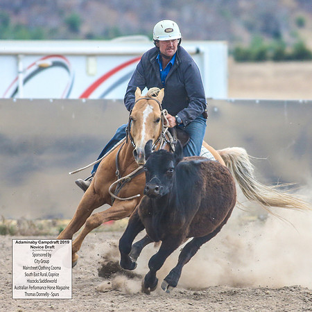 AdaminabyCampdraft2019_5877