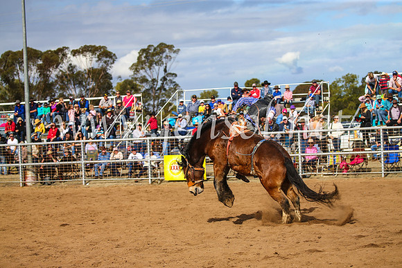 CoonambleRodeoCampdraftSun_3377