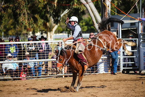 CoonambleRodeoCampdraftSun_3196