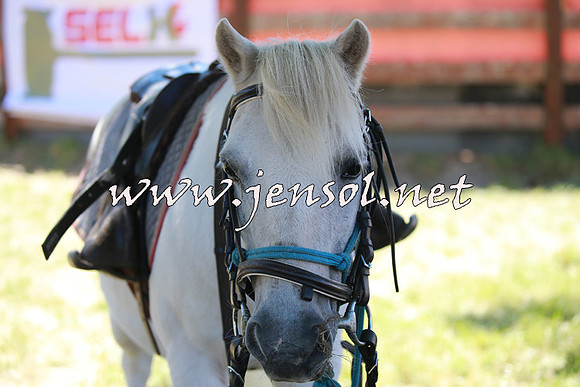 NimmitabelCampdraft2016_0121