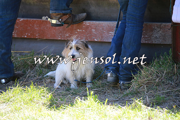 NimmitabelCampdraft2016_0042