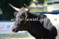 CoomaRodeo2016_1672