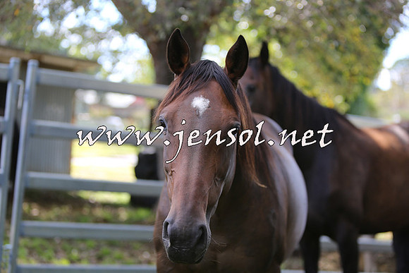 CoomaRodeo_0002