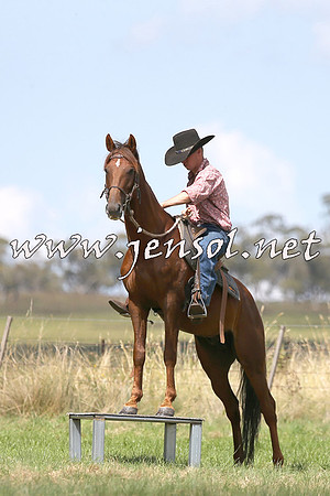 NimmitabelCampdraft2015_0012