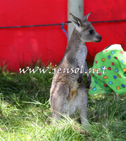 NimmitabelCampdraft2015_0179