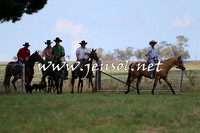 NimmitabelCampdraft2015_0005