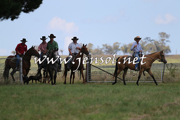 NimmitabelCampdraft2015_0005