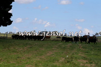 NimmitabelCampdraft2015_0002