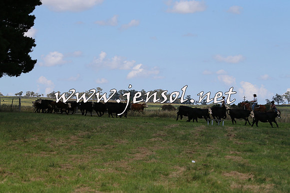 NimmitabelCampdraft2015_0002