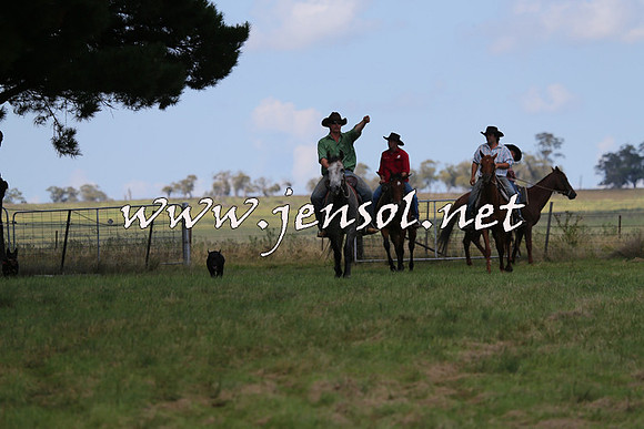NimmitabelCampdraft2015_0006
