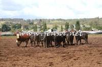 NimmitabelCampdraft2015_0126