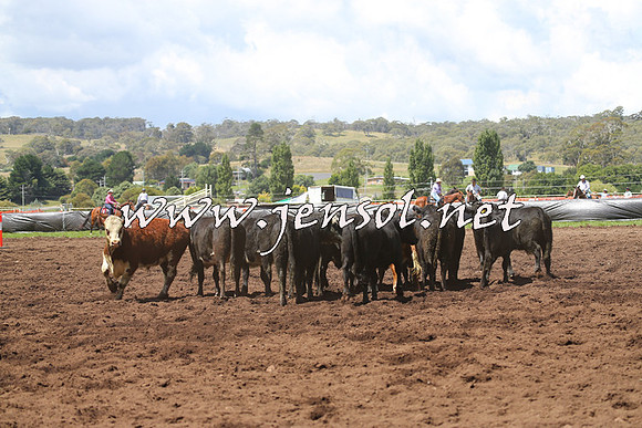 NimmitabelCampdraft2015_0126