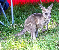 NimmitabelCampdraft2015_0194
