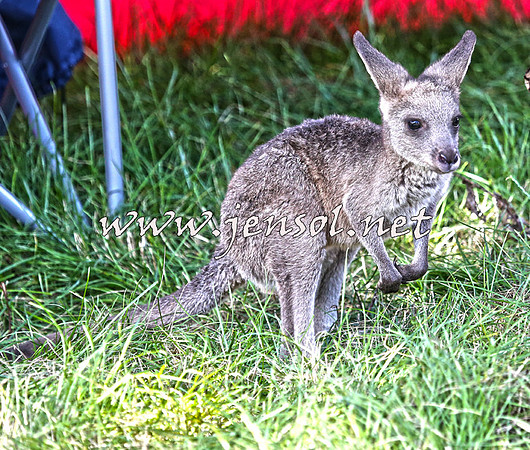 NimmitabelCampdraft2015_0194