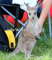 NimmitabelCampdraft2015_0185
