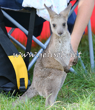 NimmitabelCampdraft2015_0185