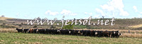 NimmitabelCampdraft2015_0010