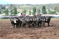 NimmitabelCampdraft2015_0129