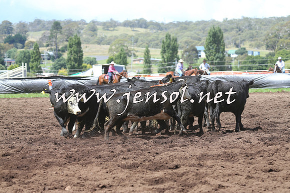 NimmitabelCampdraft2015_0129