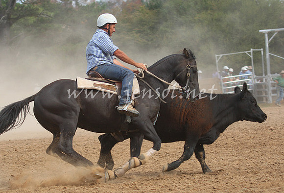 TaralgaCampdraft2013_0421_edited-1