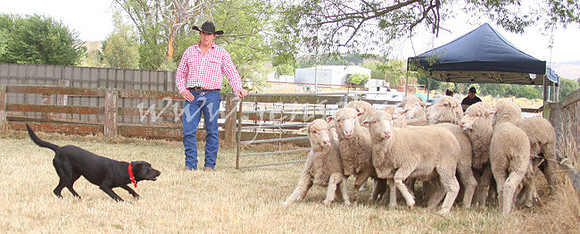 TaralgaCampdraft2013_0105_edited-1
