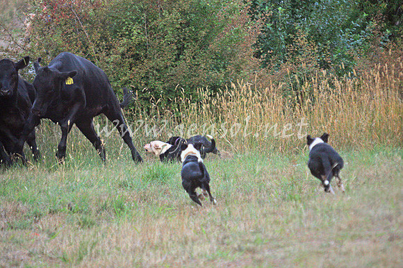 TaralgaCampdraft2013Friday_0056_edited-1