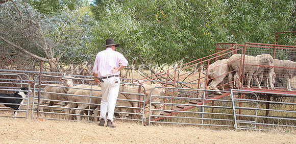 TaralgaCampdraft2013_0261_edited-1