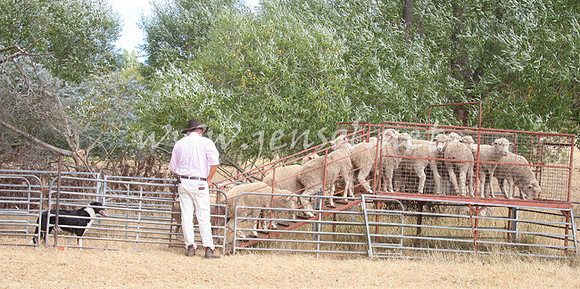 TaralgaCampdraft2013_0265_edited-1