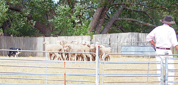TaralgaCampdraft2013_0221_edited-1