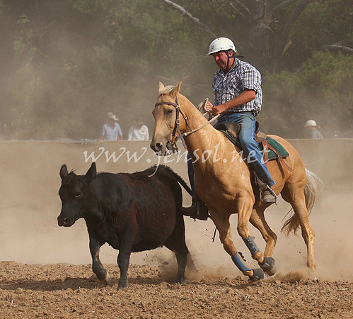 TaralgaCampdraft2013_0449_edited-1