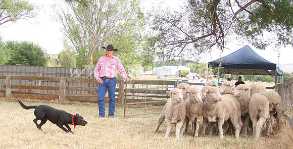 TaralgaCampdraft2013_0106_edited-1