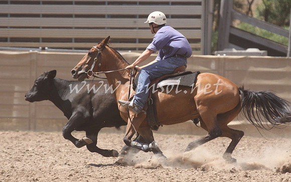 TaralgaCampdraft2013KJS_0142_edited-1