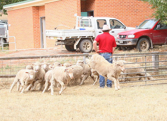 TaralgaCampdraft2013_0210_edited-1