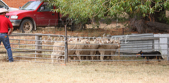 TaralgaCampdraft2013_0206_edited-1