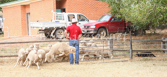 TaralgaCampdraft2013_0209_edited-1