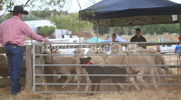 TaralgaCampdraft2013_0115_edited-1