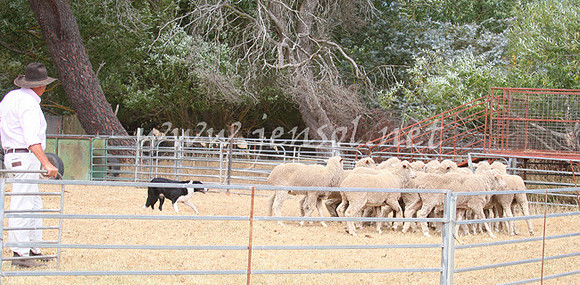 TaralgaCampdraft2013_0222_edited-1