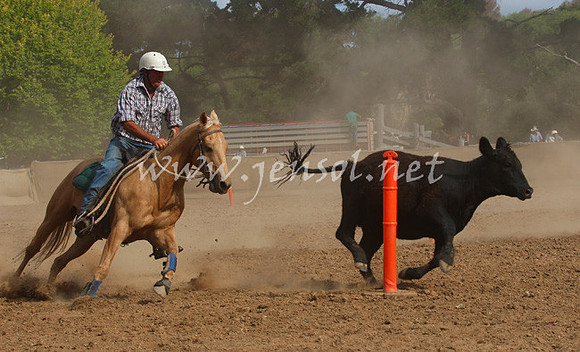 TaralgaCampdraft2013_0451_edited-1