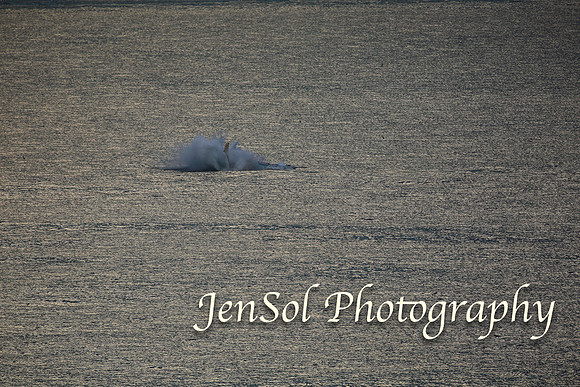 KurnellSymbio2017_0675