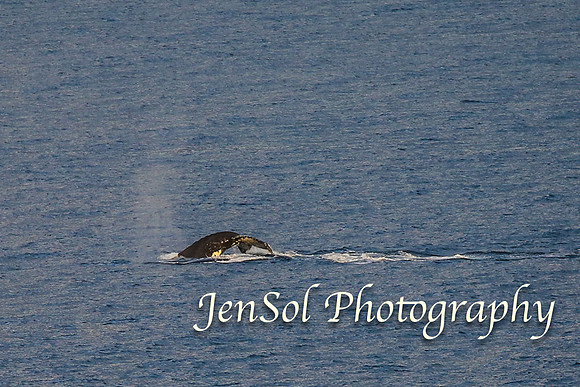 KurnellSymbio2017_0610