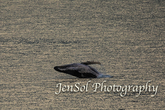 KurnellSymbio2017_0681