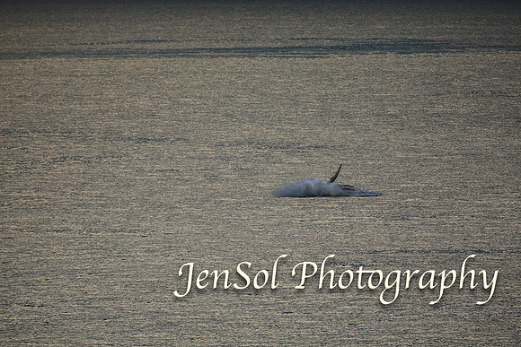 KurnellSymbio2017_0683
