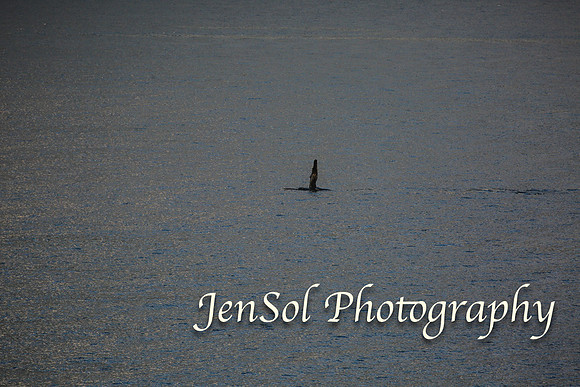 KurnellSymbio2017_0646