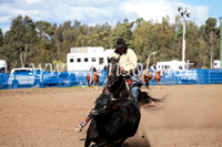 CCCampdraft2016_3156