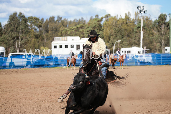 CCCampdraft2016_3156