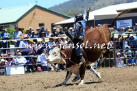 Steers