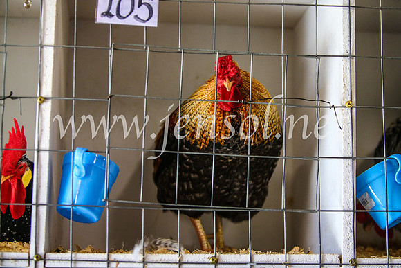 BathurstShow2017Sat_2632