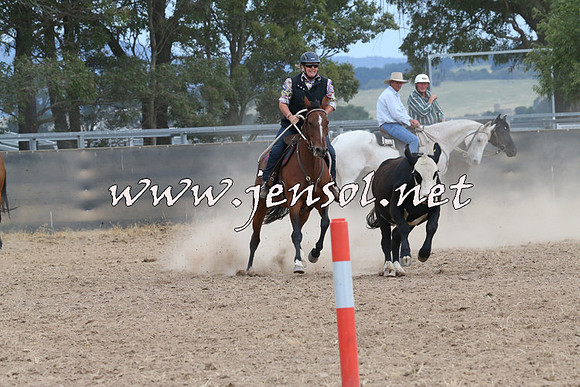 BraidwoodCampdraft2014_1462